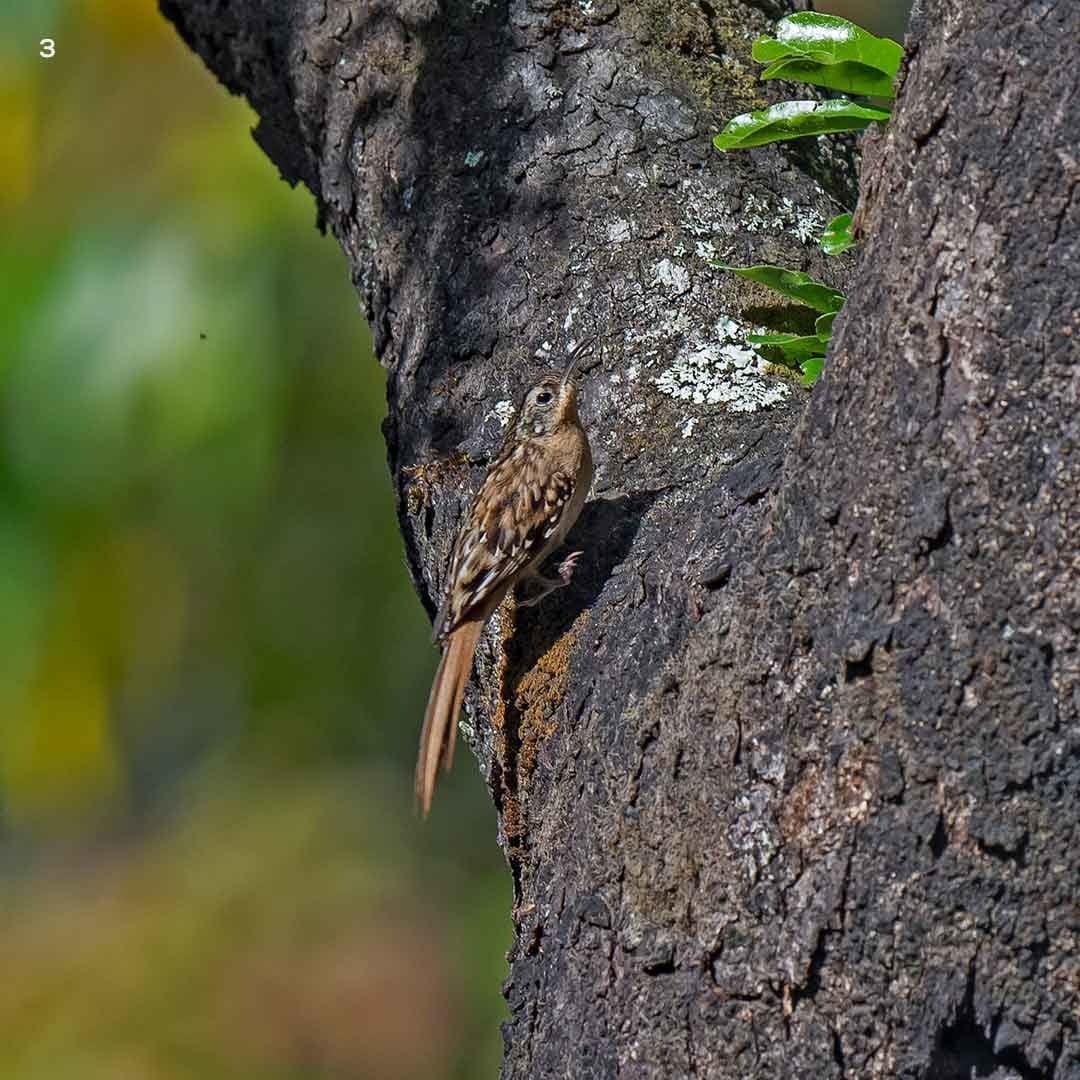 mizoram-phawngpui-np-blue-mountain-humes-treecreeper-dhritiman-mukherjee-1665108628158
